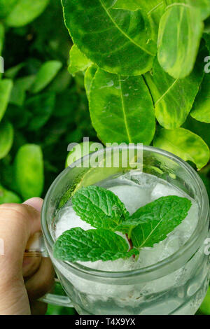 Pfefferminztee mit Eis in der Zeit zu entspannen. Stockfoto