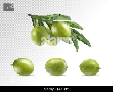 Grüne Oliven auf transparentem Hintergrund als Package Design Elemente isoliert. Foto-realistische Vector, 3d Stock Vektor