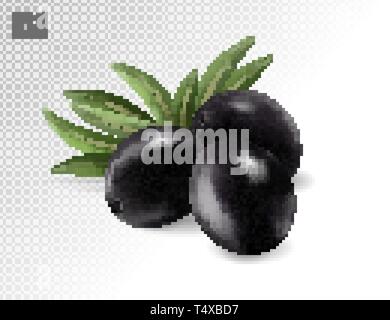 Schwarze Oliven mit Blättern. Foto-realistische Vector, 3d Stock Vektor