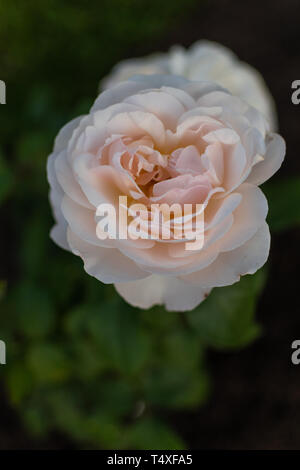 Einzigen hellen Rosen in voller Blüte Stockfoto