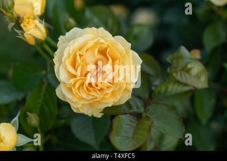 Einzigen hellen Rosen in voller Blüte Stockfoto