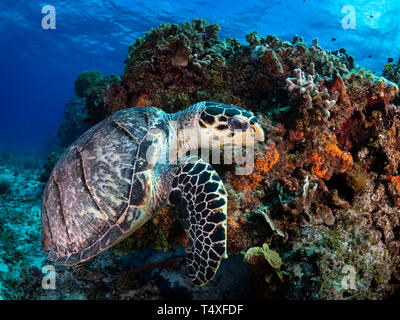 Echte Karettschildkröte genießen die Schönheit der Korallenriffe in Cozumel Mexiko Stockfoto