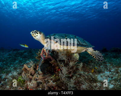 Echte Karettschildkröte genießen die Schönheit der Korallenriffe in Cozumel Mexiko Stockfoto