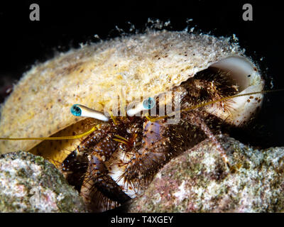 Haarige Einsiedlerkrebs, Rotes Meer, Ägypten Stockfoto