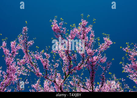 Redbud Baum in voller Blüte Stockfoto