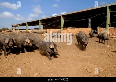 Niara de cerdos Negros, Finca Es Bosch Vell, Santa Margalida, Mallorca, Balearen, Spanien, Europa. Stockfoto