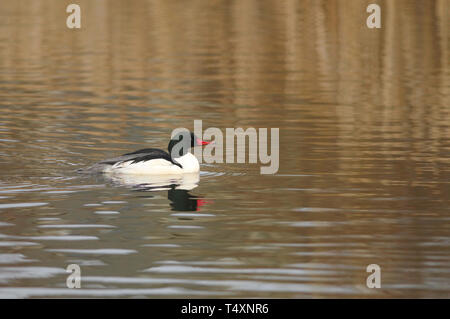 Ein männlicher Gemeinsame Merganser (Mergus Merganser) schwimmt im welligen Wasser mit Reflexionen der goldene Herbst Farben aus dem fernen Bank. Stockfoto