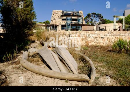 Centro de Visitantes del Parque Nacional maritimo Terrestre del Inselgruppe de Cabrera, Colonia de Sant Jordi, Mallorca, Balearen, Spanien, Europa. Stockfoto