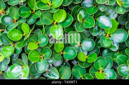 Ficusannulata Blume grün Blatt Hintergrund Stockfoto