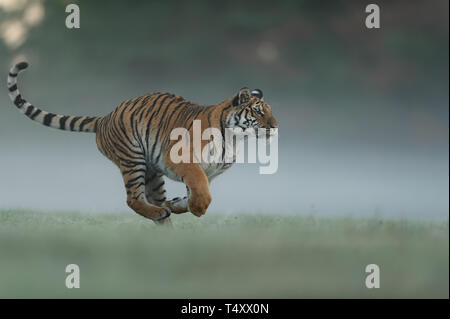 Ausführen von Tiger auf morgen grünes Feld. Seitenansicht, gefährliches Tier. Tiger Profil in aggressiven ausführen. Taiga Russlands. Sibirische Tiger Panthera tigris Alta Stockfoto