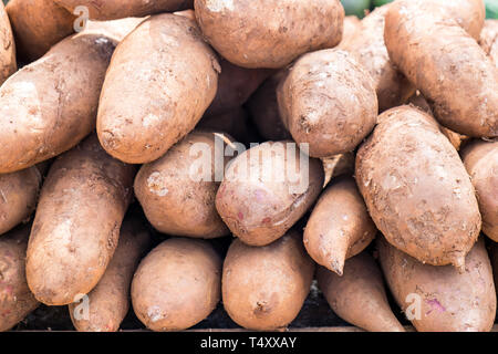 Yacon Obst Kräuter gesunde Medizin heilsame Pile Up Stockfoto