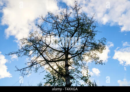 Cotton Tree, Kapok Tree, Red Cotton Tree, Seide, Baumwolle, Shving Pinsel, lokalen Baum von North thailand Stockfoto