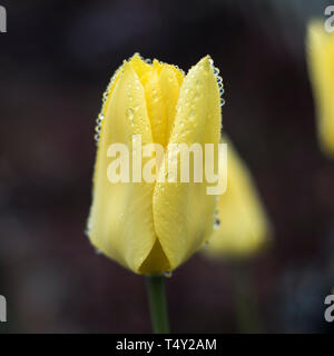 Garten Tulip (Gesneriana), close-up gegen den dunklen Hintergrund, im Garten geschossen. Stockfoto