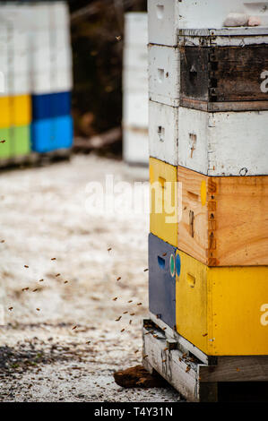 Bienen fliegen um bunte Stapel von Bienenstöcken, kommen und gehen wie die produzieren Honig Stockfoto