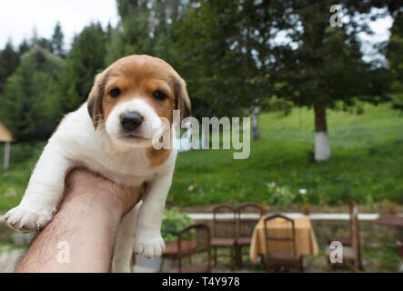 Eine kleine Beagle Welpen sitzt auf einem Ausgestreckten männliche Hand vor dem Hintergrund der Sommergarten Stockfoto