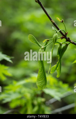 Große und kleine Junge unreife Frucht der Spitzahorn, lateinischer Name Acer negundo Stockfoto