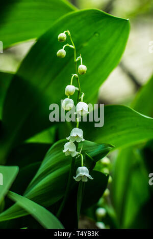 Weiße Blumen von Maiglöckchen Convallaria majalis, lateinischer Name Stockfoto