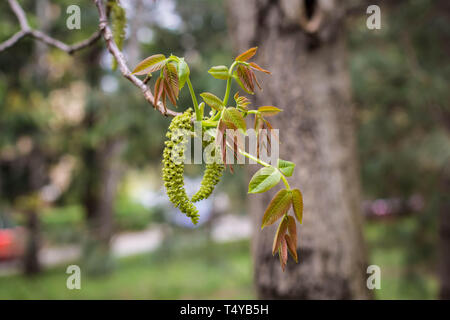 Blütenstand der Englischen walnuss - Juglans regia (männliche Blüten) Stockfoto