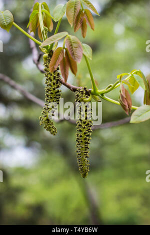 Blütenstand der Englischen walnuss - Juglans regia (männliche Blüten) Stockfoto