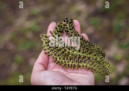 Gefallenen Blütenstände mit männlichen Blüten der Englischen Walnuss auf der Hand Stockfoto