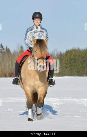 Reiter auf dem Rücken von einem Norwegischen Fjord Reiten im Schnee, Weihnachten Farben Silber und Rot Stockfoto