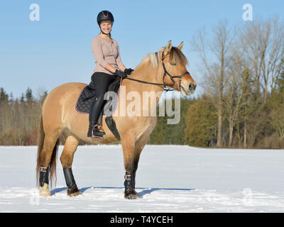 Reiter auf dem Rücken von einem Norwegischen Fjord Reiten im Schnee, Outfit in Schwarz und Rose Gold Stockfoto