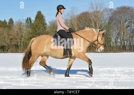Reiter auf dem Rücken von einem Norwegischen Fjord Reiten im Schnee, Outfit in Schwarz und Rose Gold Stockfoto