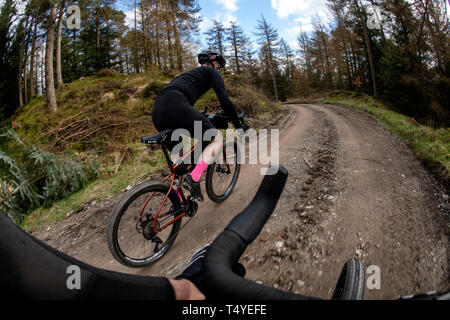 Ein Mann Radwandern entlang einer Schotterpiste an Grizedale Forest im Lake District, England, Kies, Radwandern. Stockfoto