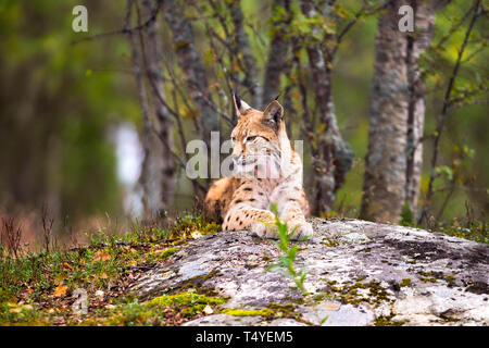 Lynx ruht auf Felsen im Wald Stockfoto