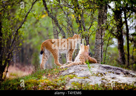 Alert Lynx ruht auf Felsen im Wald Stockfoto