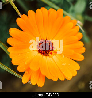 Orange calendula Flower, Calendula officinalis. Blume mit dem Regen fällt. Stockfoto