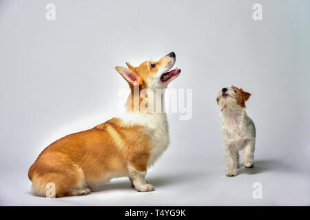 Hunde spielen im Studio auf einem weißen Hintergrund sieht an der Spitze der Jack Russell Terrier und Welsh Corgi, isolieren Stockfoto