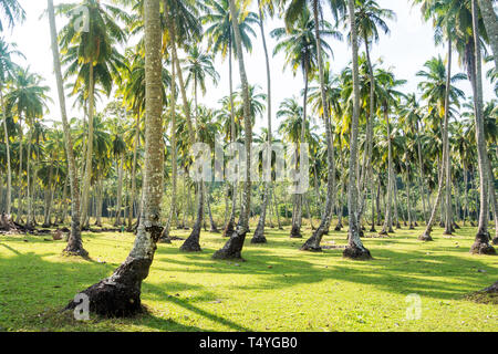 Palmenhaine in einem Garten. dicht wachsenden Kokospalmen, die sich in einem tropischen Garten. Exotische Landwirtschaft. Long Island. Andamanen und Nikobaren Indien. Stockfoto