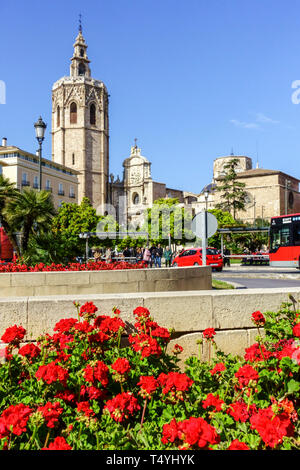 Frühlingsblumen auf dem Plaza de la Reina in der Altstadt von Valencia, Spanien, Kathedrale Stockfoto