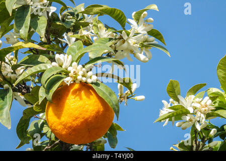 Orangenblüte Spanien Valencia Orangenblüte spanischer Sonnenschein Orangenblüten und Früchte, weiße Blüten Stockfoto