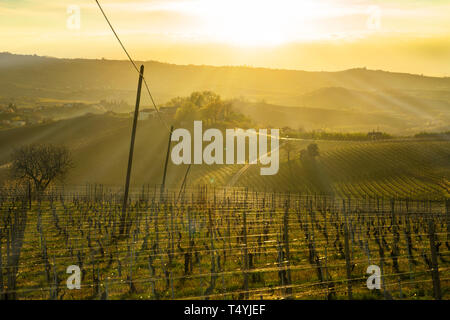 Blick über die Weinberge in den Hügeln der Langhe in Piemont Italien beleuchtet durch das warme Licht der untergehenden Sonne, mit Hintergrundbeleuchtung Stockfoto