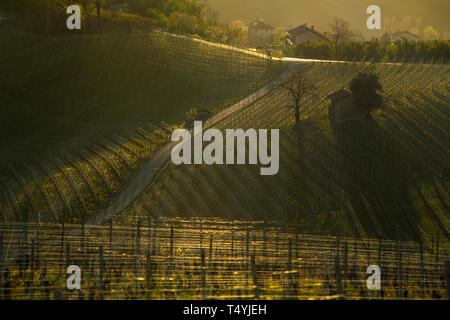 Blick über die Weinberge in den Hügeln der Langhe in Piemont Italien beleuchtet durch das warme Licht der untergehenden Sonne, mit Hintergrundbeleuchtung Stockfoto