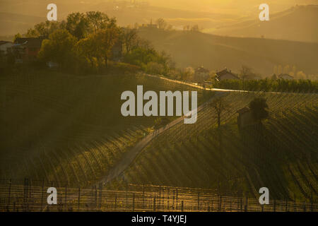 Blick über die Weinberge in den Hügeln der Langhe in Piemont Italien beleuchtet durch das warme Licht der untergehenden Sonne, mit Hintergrundbeleuchtung Stockfoto