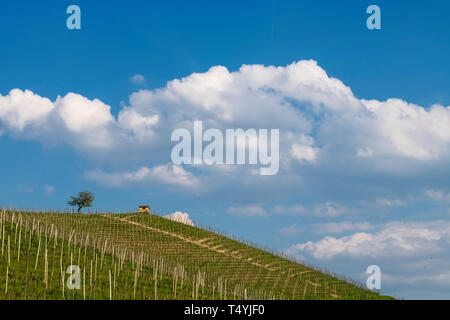 Ansicht der Wicklung Hügel über die Weinberge und die Wolken in den Langhe im Piemont, der Himmel ist blau, oben auf einem Baum und ein kleines Haus Stockfoto