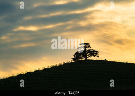 Bewölkt, Sonnenuntergang, der Zedern des Libanon, majestätischen säkularen Baum Symbol der Langhe, La Morra Piemont Italien Stockfoto
