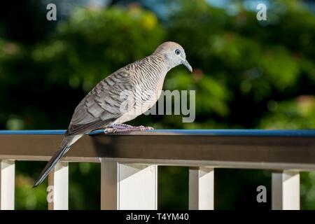 Zebra Taube, Geopelia striata, sitzend auf einem Geländer, Maui, Hawaii. Stockfoto