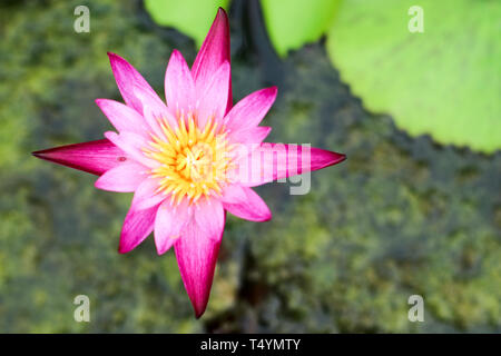 Lotus flower bouquet auf der Oberfläche, in den Sumpf voller Blätter auf dem Wasser Oberfläche Stockfoto