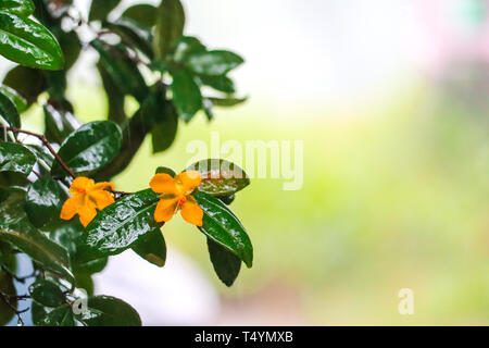 Micky Maus mit Blumen im Garten blühen bei Regen fallen Stockfoto