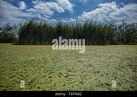Algen im Ballona Wetlands Stockfoto