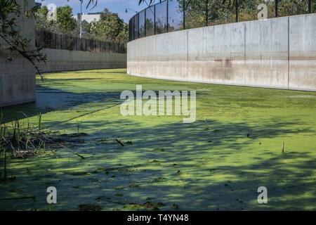 Algen in der Flutrinne neben Silizium Strand im Ballona Wetlands Stockfoto
