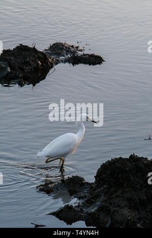Snowy Egret in Ballona Creek Stockfoto