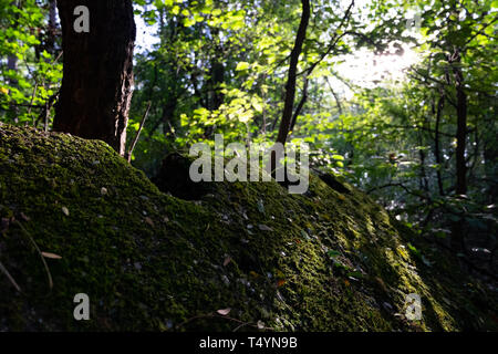 Nahaufnahmen von Moosen auf Felsen im Wald. Stockfoto