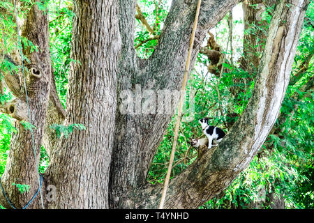 Siam Katzen Klettern Bäume Eichhörnchen zu fangen. Aber es nicht hinunter klettern kann, Sie sind auf der Suche nach jemanden, der es nach unten zu helfen Stockfoto