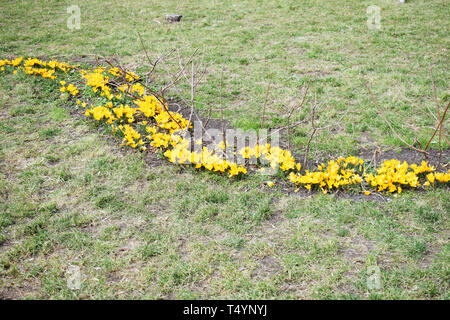 Schöne Blume wächst Crocus helle gelbe Schneeglöckchen in einem blühenden Park an einem sonnigen Frühlingstag Stockfoto