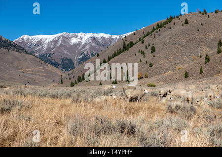 Idaho Landschaft, wo einige der Hinterkante der Schafe Festival auftreten Stockfoto